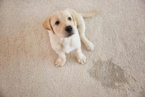 Professional carpet cleaning by Wizard Carpet Care in Rogers, Arkansas